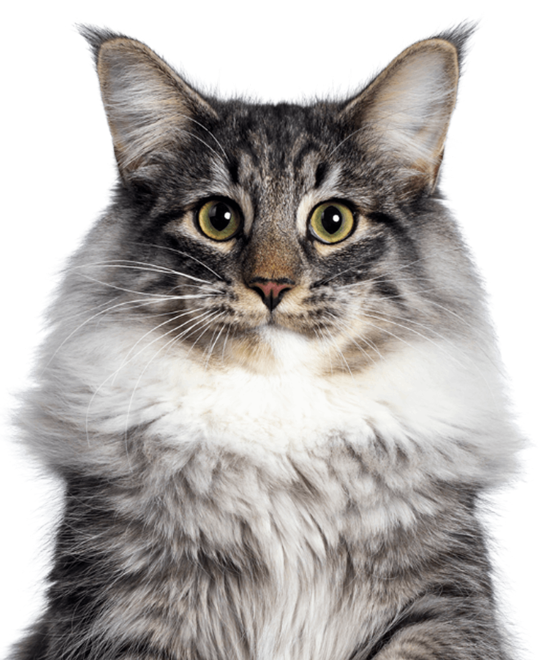 cat-img-big